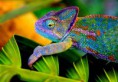 /album/chameleony/chameleon1-1-jpg/